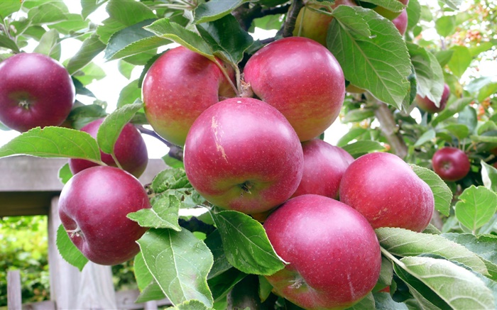 pommes rouges, arbre, feuilles vertes, l'été, la récolte Fonds d'écran, image