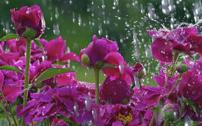 Les fleurs rouges sous la pluie, des gouttes d'eau Fonds d'écran, image