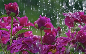 Les fleurs rouges sous la pluie, des gouttes d'eau