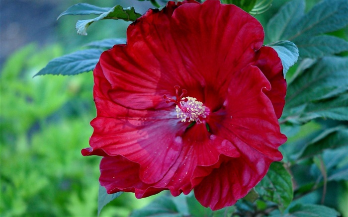 Rouge fleur d'hibiscus, la Chine a augmenté Fonds d'écran, image