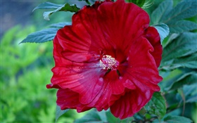 Rouge fleur d'hibiscus, la Chine a augmenté