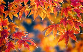 feuilles d'érable rouge, automne, bokeh