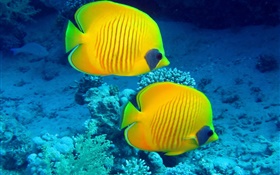 poissons tropicaux, sous-marine, corail jaune poissons de récif HD Fonds d'écran