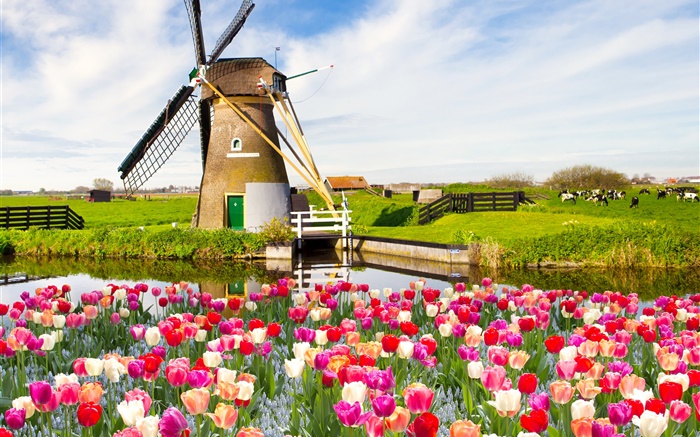 Village, moulin à vent, fleurs de tulipes, rivière, la vache, le printemps Fonds d'écran, image