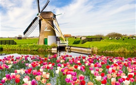 Village, moulin à vent, fleurs de tulipes, rivière, la vache, le printemps HD Fonds d'écran