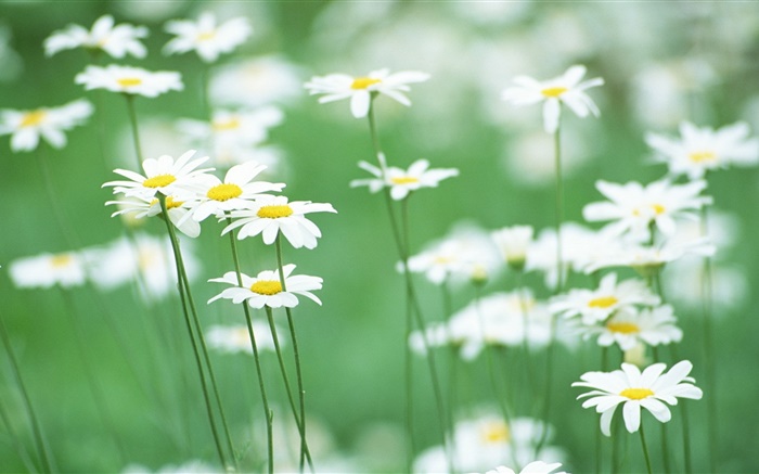 marguerites blanches, fleurs, fond vert Fonds d'écran, image