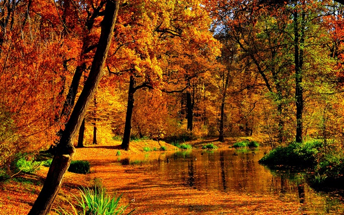 Automne, étang, l'eau, les feuilles jaunes, arbres Fonds d'écran, image