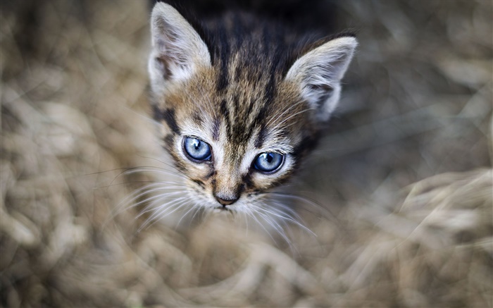 Yeux bleus chaton, visage, bokeh Fonds d'écran, image