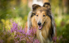 collie mignon, chien, fleurs