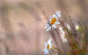 Marguerites fleurs, l'herbe, floue