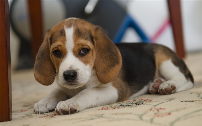 Chien, beagle, animal mignon Fonds d'écran, image