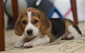 Chien, beagle, animal mignon HD Fonds d'écran