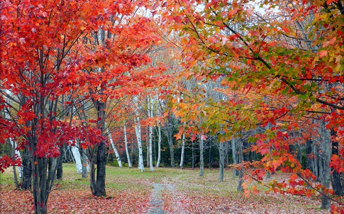 Forêt, les arbres, les feuilles rouges, automne, chemin Fonds d'écran, image