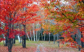 Forêt, les arbres, les feuilles rouges, automne, chemin