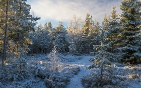 Forêt, les arbres, la neige, l'hiver HD Fonds d'écran