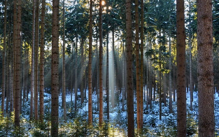 Forêt, les arbres, l'hiver, la neige, les rayons du soleil Fonds d'écran, image