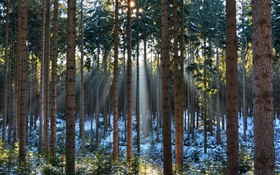 Forêt, les arbres, l'hiver, la neige, les rayons du soleil