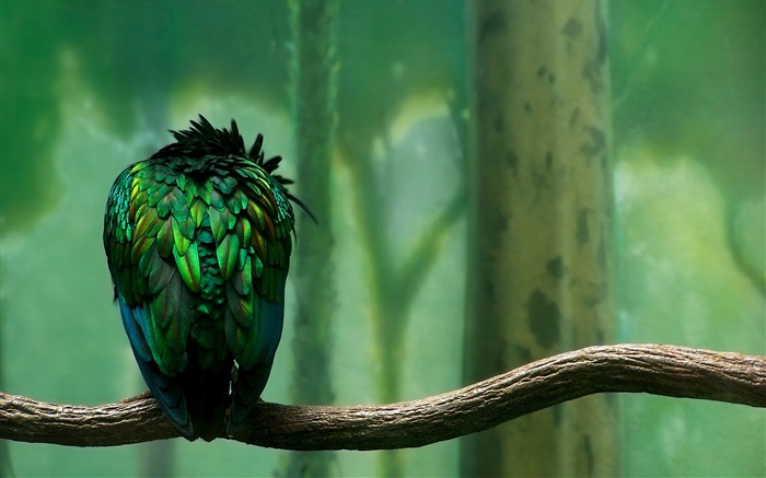 plumes vertes vue arrière des oiseaux Fonds d'écran, image