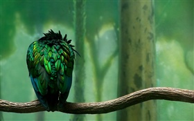 plumes vertes vue arrière des oiseaux HD Fonds d'écran
