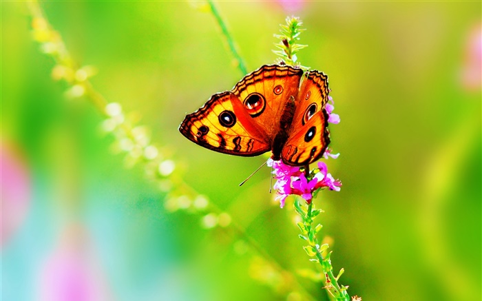 Insecte gros plan, papillon, fleur, été Fonds d'écran, image