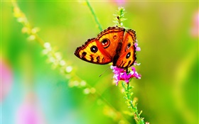 Insecte gros plan, papillon, fleur, été