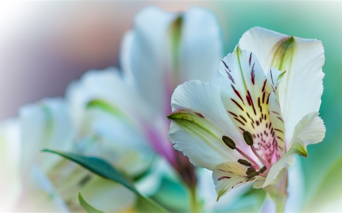 Lily pétales de fleurs en gros plan Fonds d'écran, image