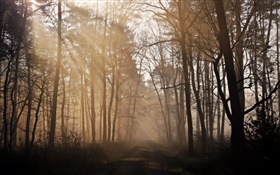 Matin, forêt, arbres, route, brouillard