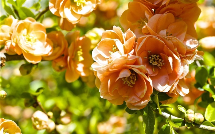 Fleurs d'oranger, fleur de coing Fonds d'écran, image