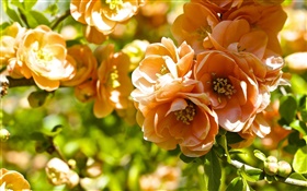 Fleurs d'oranger, fleur de coing HD Fonds d'écran