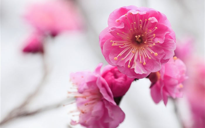 fleurs d'abricot rose, branche, estompés Fonds d'écran, image