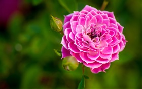 Rose fleur rose close-up, bourgeons, bokeh