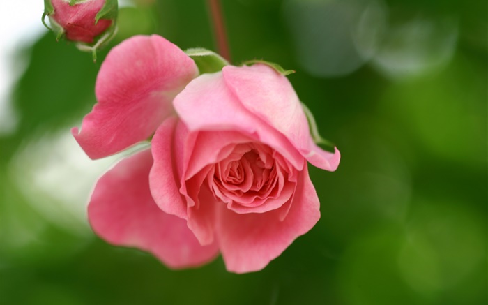 Rose fleur rose, pétales, bourgeons Fonds d'écran, image