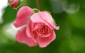 Rose fleur rose, pétales, bourgeons HD Fonds d'écran