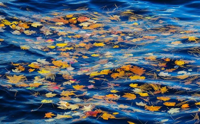 Rivière, l'eau, les feuilles jaunes, automne Fonds d'écran, image