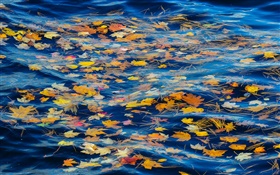 Rivière, l'eau, les feuilles jaunes, automne