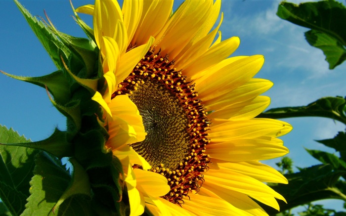 Sunflower close-up, pétales, feuilles Fonds d'écran, image