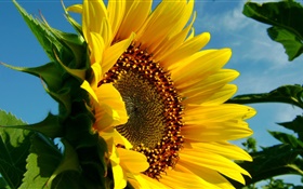 Sunflower close-up, pétales, feuilles HD Fonds d'écran