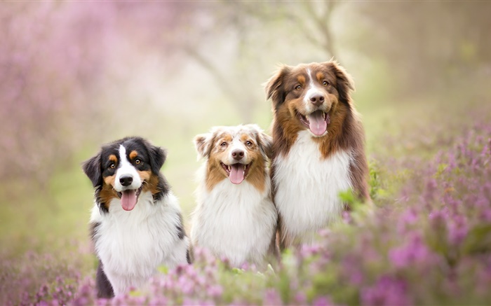 Trois chiens, les fleurs Fonds d'écran, image
