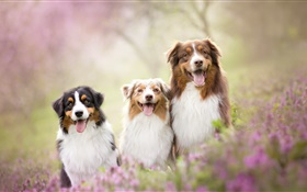Trois chiens, les fleurs HD Fonds d'écran
