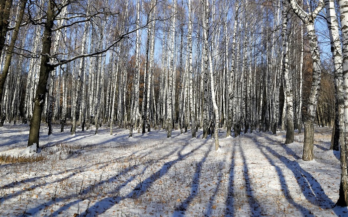 Hiver, bouleau, arbres, neige Fonds d'écran, image