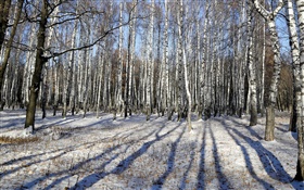 Hiver, bouleau, arbres, neige HD Fonds d'écran