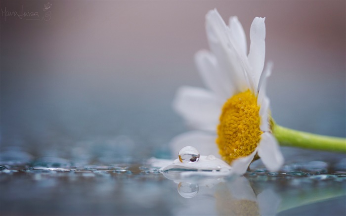 A la camomille fleur blanche, rosée, gouttes d'eau Fonds d'écran, image