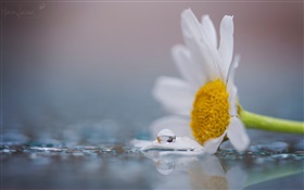 A la camomille fleur blanche, rosée, gouttes d'eau HD Fonds d'écran
