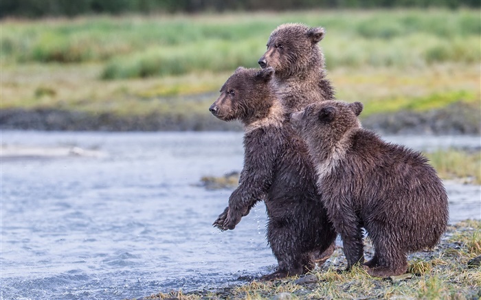 Alaska, Parc National de Katmai, trois ours, oursons, lac Fonds d'écran, image