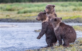 Alaska, Parc National de Katmai, trois ours, oursons, lac