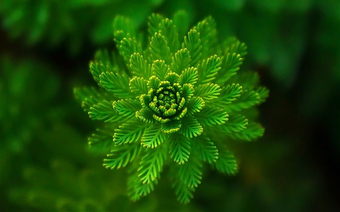 plantes d'algues gros plan, herbe, vert, bokeh Fonds d'écran, image