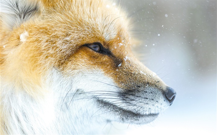 fox Animal close-up, visage, hiver Fonds d'écran, image
