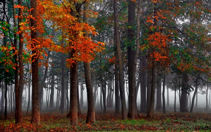 Automne, forêt, arbres, brouillard, matin Fonds d'écran, image
