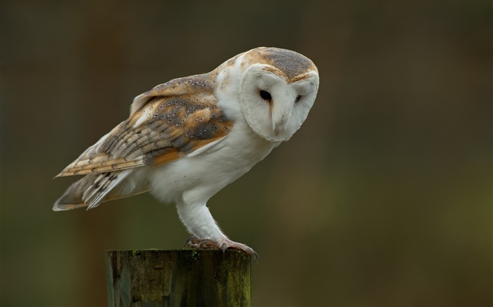 Barn owl, souche, flou fond Fonds d'écran, image