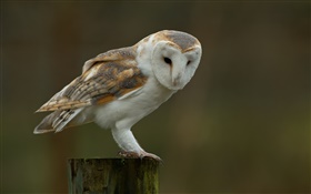 Barn owl, souche, flou fond HD Fonds d'écran